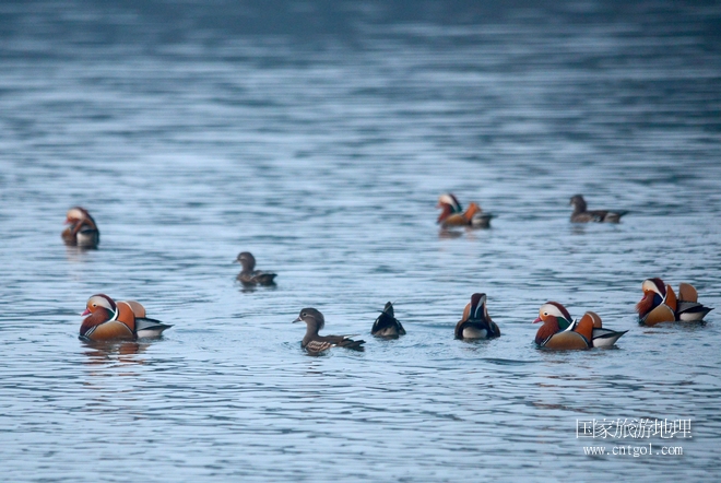 進入初冬，大批野生鴛鴦陸續(xù)飛抵江西婺源縣賦春鎮(zhèn)鴛鴦湖越冬，小精靈們在湖面上或相互依偎、卿卿我我；或隨波逐流、嬉戲打鬧，悠閑自在生活在青山綠水之間，優(yōu)良的水域和豐富的湖畔闊葉林，為鴛鴦過冬提供良好生存環(huán)境，婺源鴛鴦湖已成為亞洲最大的野生鴛鴦越冬棲息地。（攝于12月4日下午）
