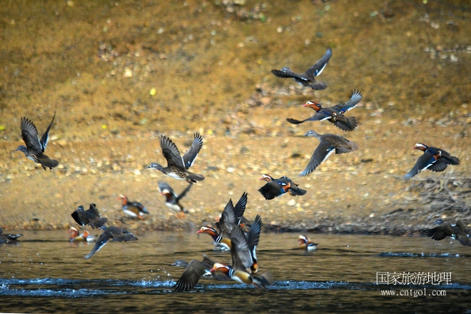進入初冬，大批野生鴛鴦陸續(xù)飛抵江西婺源縣賦春鎮(zhèn)鴛鴦湖越冬，小精靈們在湖面上或相互依偎、卿卿我我；或隨波逐流、嬉戲打鬧，悠閑自在生活在青山綠水之間，優(yōu)良的水域和豐富的湖畔闊葉林，為鴛鴦過冬提供良好生存環(huán)境，婺源鴛鴦湖已成為亞洲最大的野生鴛鴦越冬棲息地。（攝于12月4日下午）