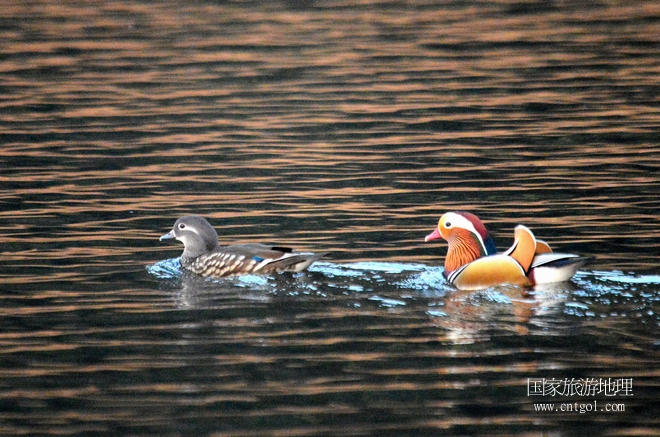 進入初冬，大批野生鴛鴦陸續(xù)飛抵江西婺源縣賦春鎮(zhèn)鴛鴦湖越冬，小精靈們在湖面上或相互依偎、卿卿我我；或隨波逐流、嬉戲打鬧，悠閑自在生活在青山綠水之間，優(yōu)良的水域和豐富的湖畔闊葉林，為鴛鴦過冬提供良好生存環(huán)境，婺源鴛鴦湖已成為亞洲最大的野生鴛鴦越冬棲息地。（攝于12月4日下午）